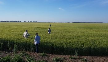 Entre Ríos y Buenos Aires, las únicas que ganarán "la revancha del trigo"