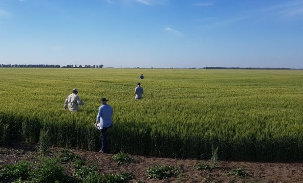 Entre Ríos y Buenos Aires contienen la caída productiva del trigo.