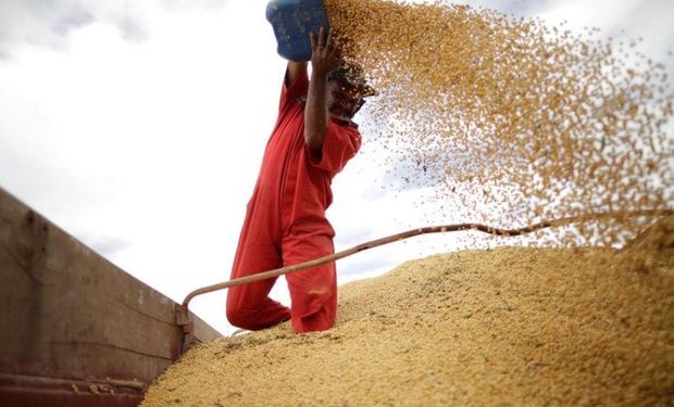 Brasil: el analista jefe de Agroconsult dijo que la siembra de la oleaginosa alcanzó un 73 por ciento del área a mediados de noviembre.