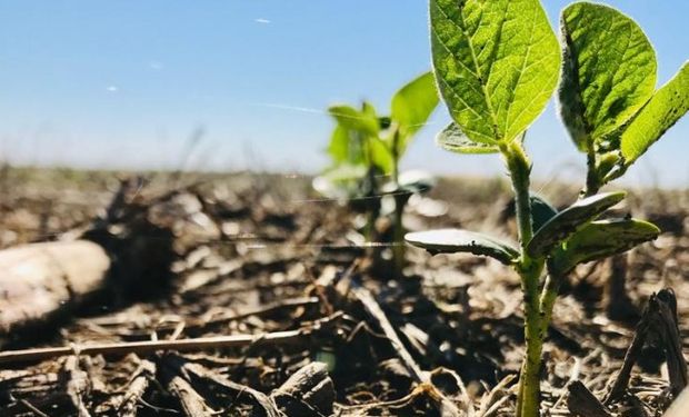 El temporal se cobró 400 mil ha de soja en la zona núcleo.