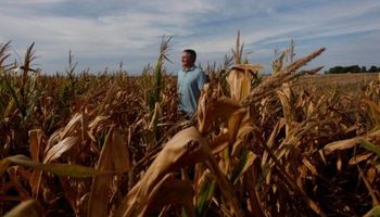 Maíz: detalles de manejo del cultivo más tecnológico en la Argentina