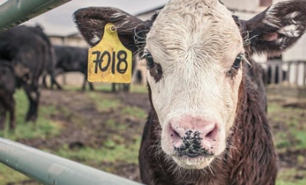 ¿Quién es quién y cómo es la cadena de ganados y carnes en EEUU?