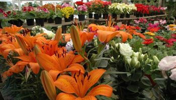 De la tierra al jarrón: el mercado floricultor argentino y sus alcances