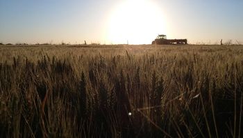 Semana ideal para las labores agrícolas: anticipan varios días sin precipitaciones