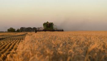 El peso de las retenciones: le quitan un 60% al margen del trigo en Córdoba