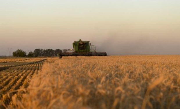 Por menores precipitaciones y retenciones, los márgenes de trigo caerían en Córdoba: informe de la Bolsa de Cereales provincial.