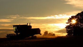 Recta final para la cosecha de soja con un rinde promedio de 22,3 qq/ha