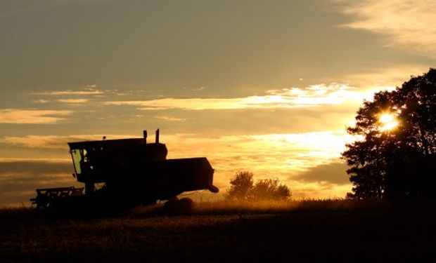 Restan cosechar 1,8 millones de hectárea en las regiones NOA, NEA, extremo sur de Santa Fe y la región bonaerense.