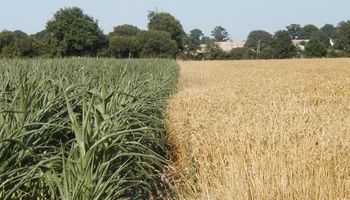 Noticias agrícolas del día