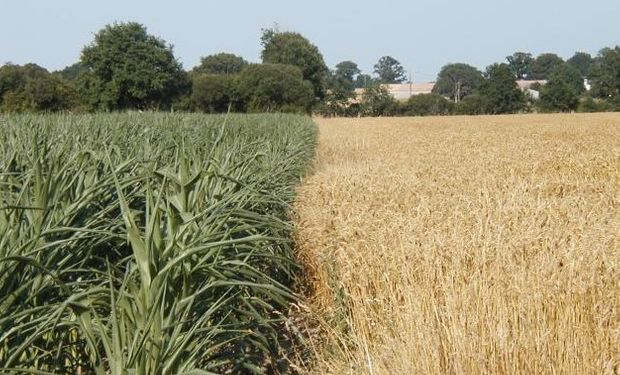 Noticias agrícolas del día