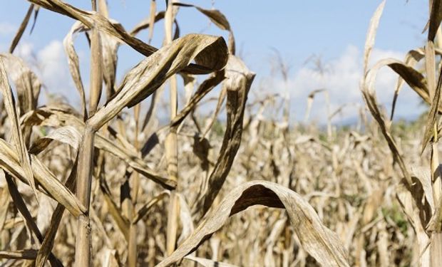 Días atrás la provincia de Santa Fe accedió a la emergencia agropecuaria por la sequía registrada durante el verano pasado.