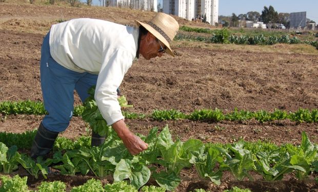 Más de 30 hectáreas ubicadas en la ciudad de Rosario son explotadas de manera agroecológica.