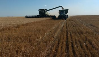 Las heladas limitan la producción de trigo a 18,7 millones de toneladas