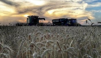Nuevo recorte para el trigo: reducen en 200 mil toneladas la estimación de cosecha