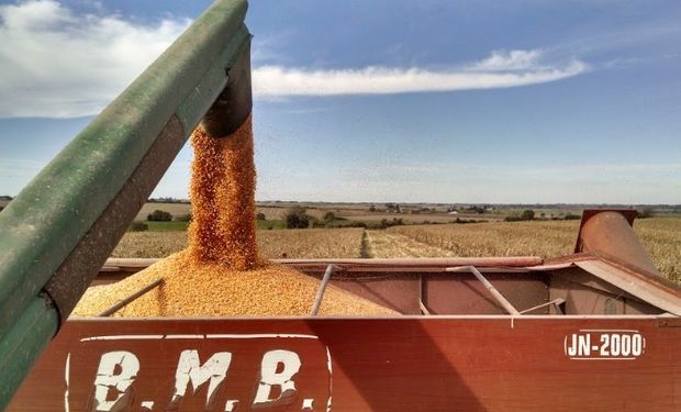 Remate del primer lote de maíz: condiciones.