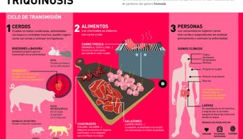 Triquinosis: recomendaciones para prevenir la enfermedad