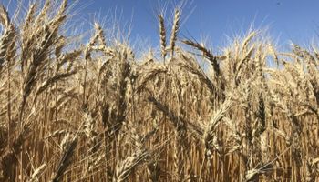 Los rindes del sur permiten mantener la expectativa de una cosecha récord de trigo