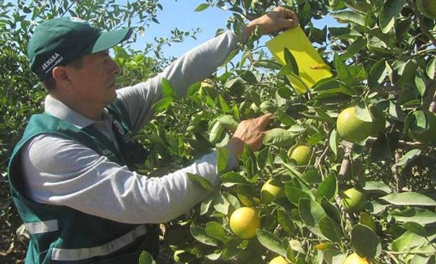 El Senasa detectó una planta cuyo análisis en laboratorio confirmó que portaba la enfermedad, por lo que fue inmediatamente erradicada.