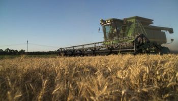 Trigo: Buenos Aires presenta el mayor retraso de cosecha contra el año pasado