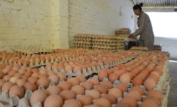 Según los últimos registros de la cámara, que miden el consumo en el país en 2018, los argentinos comieron al año 270 huevos per cápita.