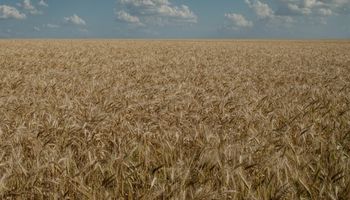 Un 47% de la cosecha de trigo se encuentra ya con el precio fijado