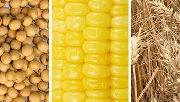 Lanworth reduce pronóstico de producción mundial de soja, eleva el de maíz 
