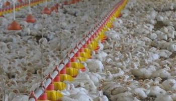 Polémica en Uruguay por ingreso de pollos y huevos