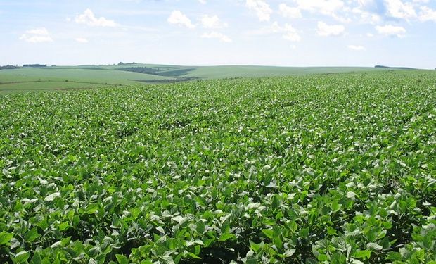 Buscan evitar la safrinha de soja