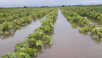 Nuevas lluvias encienden el riesgo de pérdidas en la zona núcleo