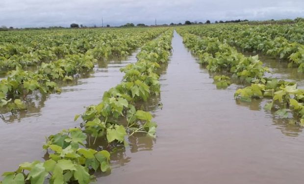 Durante los próximos días, se definirán las pérdidas de área por inundaciones que están comprometiendo el potencial de producción.