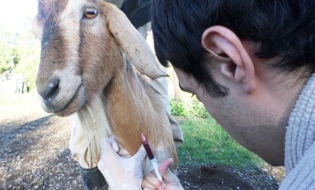 El trabajo forma parte de un proyecto más amplio de la Facultad de Ciencias Veterinarias (FCV) de la UNL.