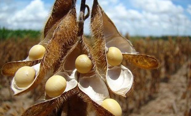 Leves subas para la soja