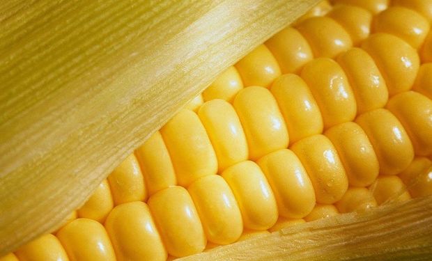 China rechazó 30% del maíz importado desde EEUU este año