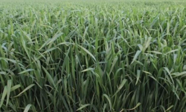 Lote de trigo encañando en buenas condiciones C. Tejedor, Bs. As (07-10-14) Gentileza: Lic. Dante Garciandia.