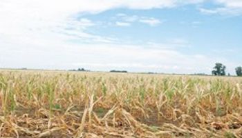 Sequía sin tregua: Chaco, una de las más afectadas