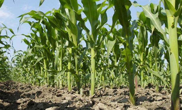 Según el Ministerio de Agricultura, Ganadería y Pesca de nuestro país, un 20% de los maíces de nuestro país se encuentra en crecimiento, 27% en floración, 43% en llenado y un 10% en madurez.