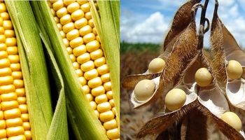 Informa Economics eleva las previsiones de maíz y soja en Estados Unidos