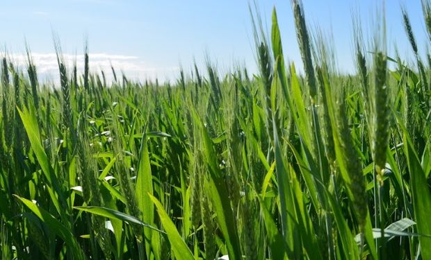La intención de siembra triguera sería de 600 mil hectáreas más que el año pasado.