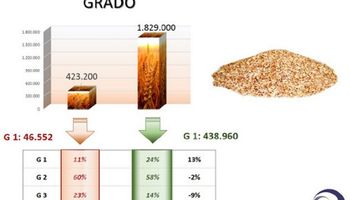 Trigo: destacan una mejora en los atributos del grano