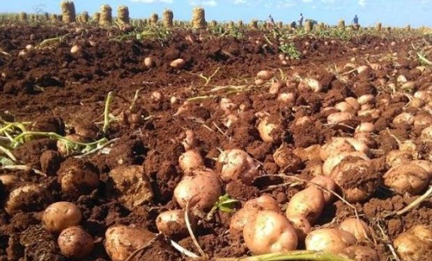 Un importante productor de papas de la ciudad de Balcarce no declaró ingresos por más de 3.600.000 pesos.