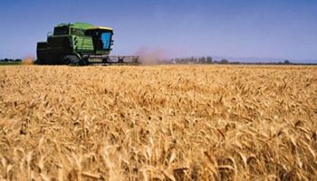 Argentina avanzó dos posiciones en el ranking mundial de países productores de trigo