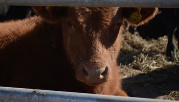 Importantes ingresos en los mercados de hacienda