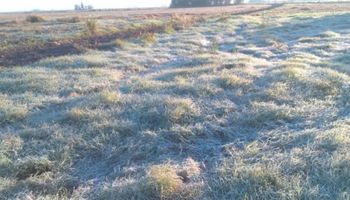 Con clima estable, las heladas se acentúan en la región núcleo