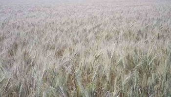 Baja productividad del trigo en el centro y norte de Santa Fe