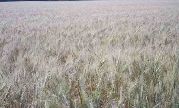 Baja productividad del trigo en el centro y norte de Santa Fe
