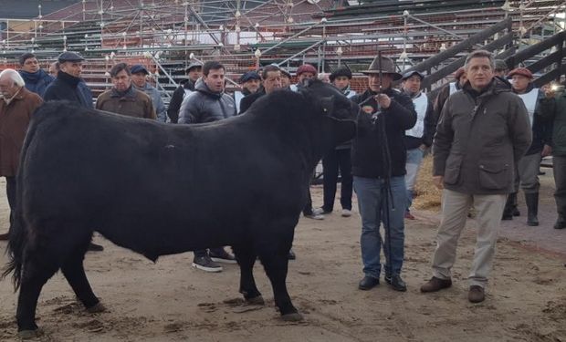 El ejemplar perteneciente a la cabaña Curaco, de General Acha, La Pampa.