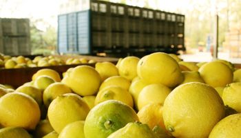 México abre su mercado a los limones argentinos
