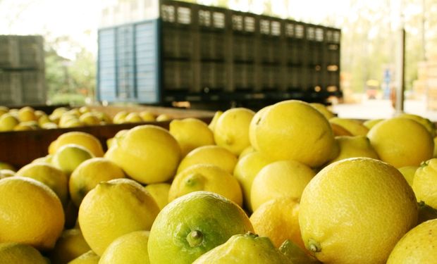 Argentina es el primer exportador mundial de limones amarillos frescos.