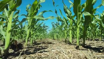 Las lluvias aportaron condiciones para el maíz y la siembra de soja