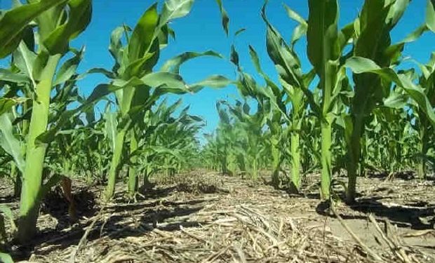 Las lluvias aportaron condiciones para el maíz y la siembra de soja